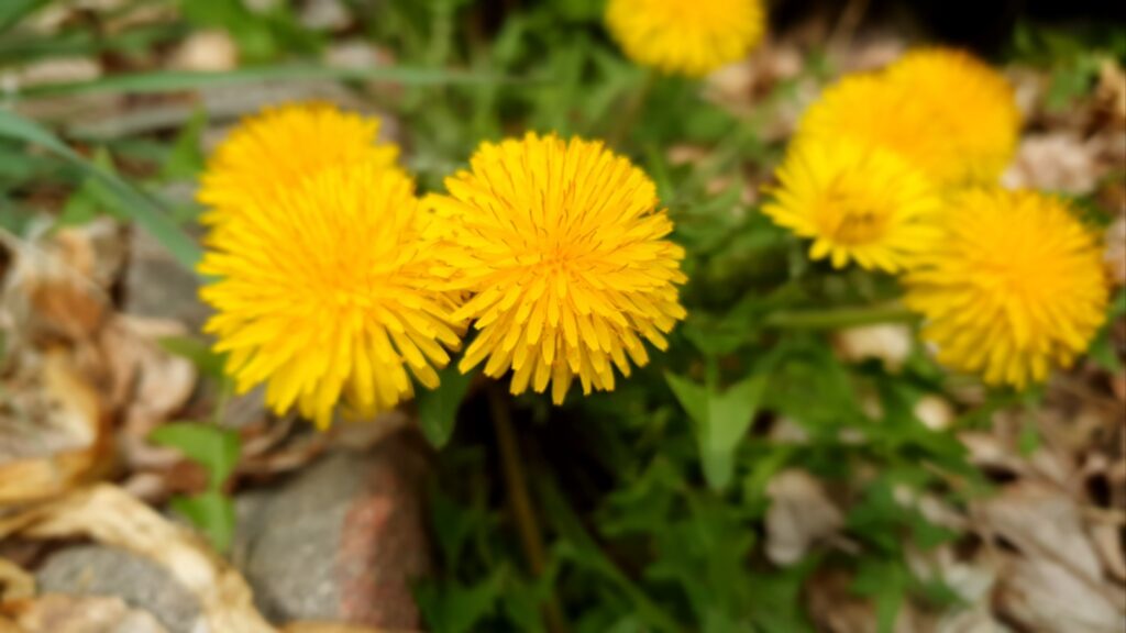 암 세포도 두려워한다는 '민들레', 당신의 식탁에 없다면 지금 바로 추가하세요