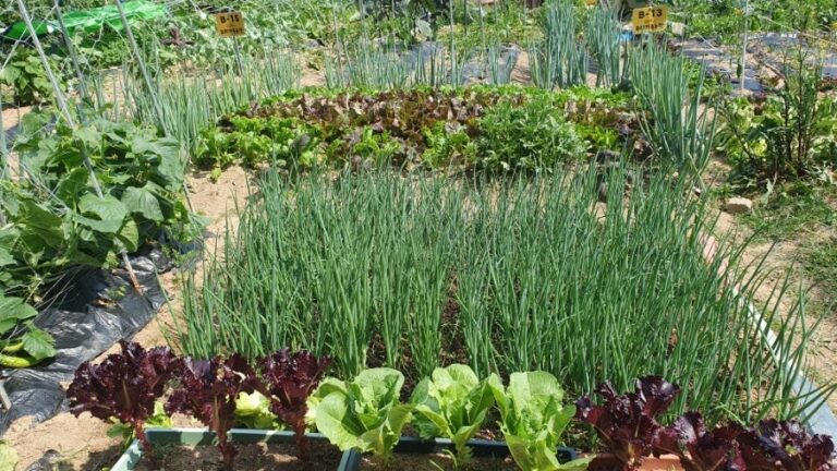 🌱생명의 밥상: 당신의 건강을 지키는 식단 혁명