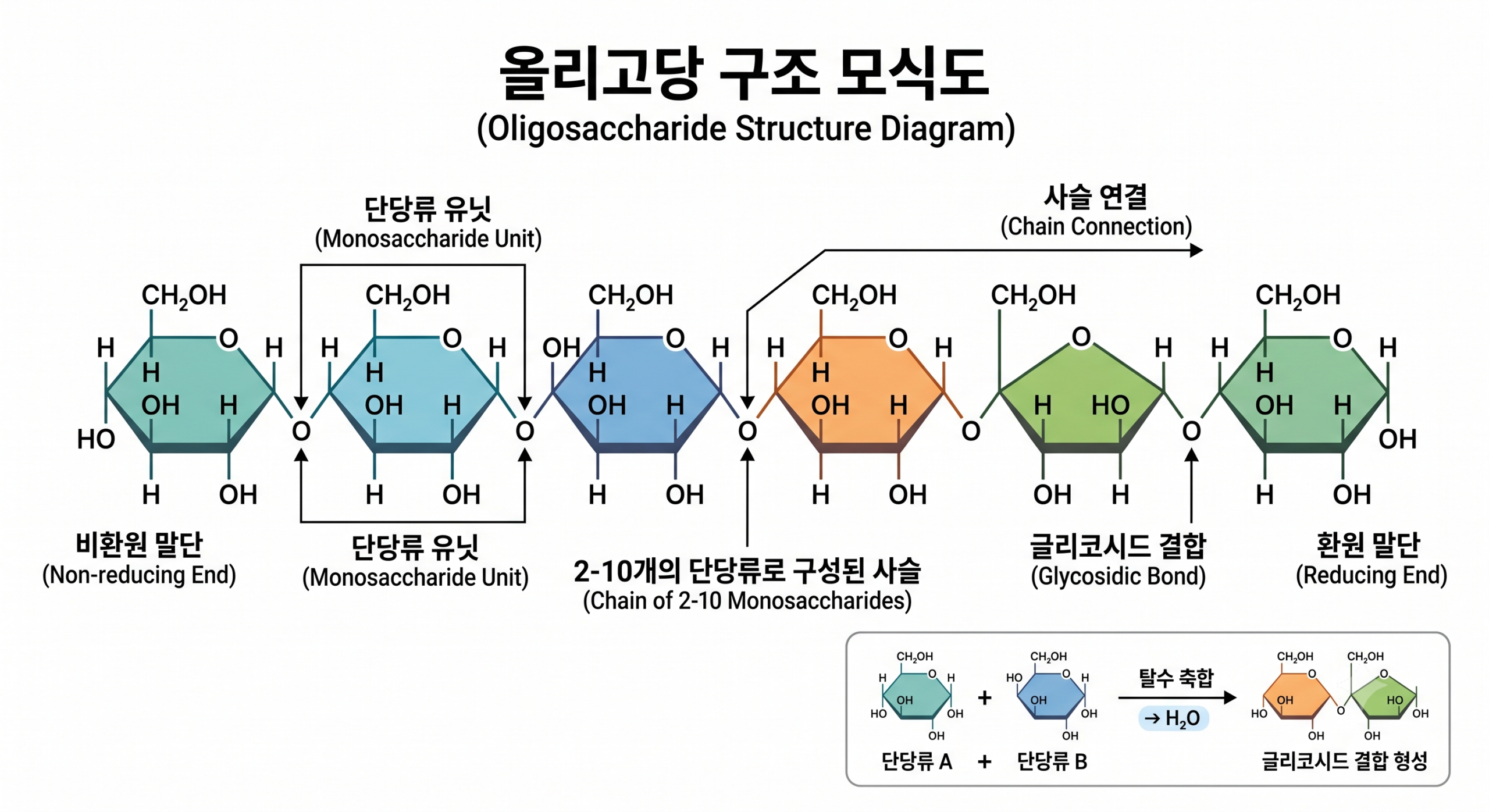 올리고당 프락토 이소말토 차이 — 단당류 결합 구조 도식