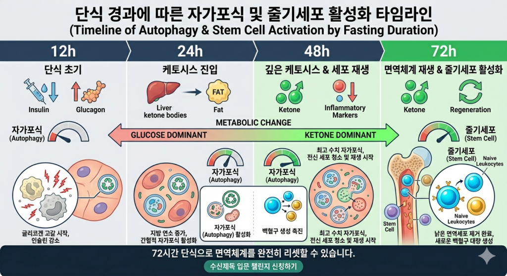 72시간 단식 면역력 리셋 메커니즘 단계별 도식