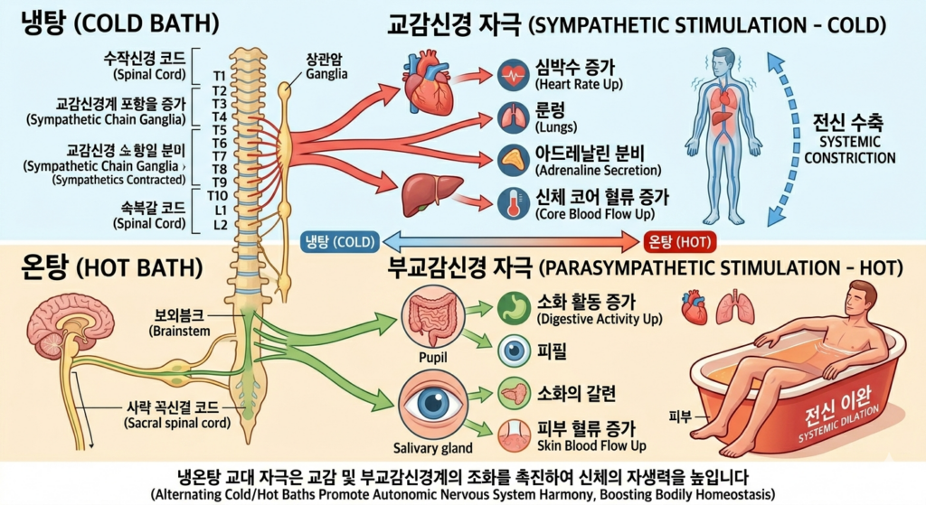 냉온욕 효과 자율신경계 혈관 수축 이완 원리 도해