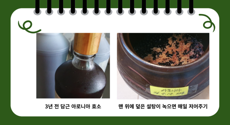 아로니아효소 담그는 방법: 곰팡이 없이 성공하는 ‘1:1 황금비율’