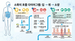 소화 효소가 음식물을 작은 분자로 분해하는 과정