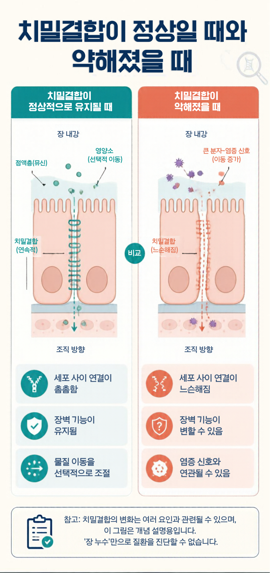 장 점막 치밀 결합이 정상일 때와 약해졌을 때의 차이를 보여주는 그림